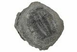 Upper Cambrain Trilobite (Elvinia) - British Columbia #212702-1